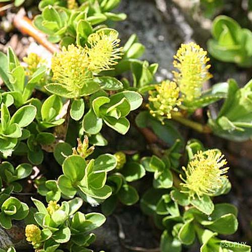 Saule à feuilles émoussées - Salix retusa