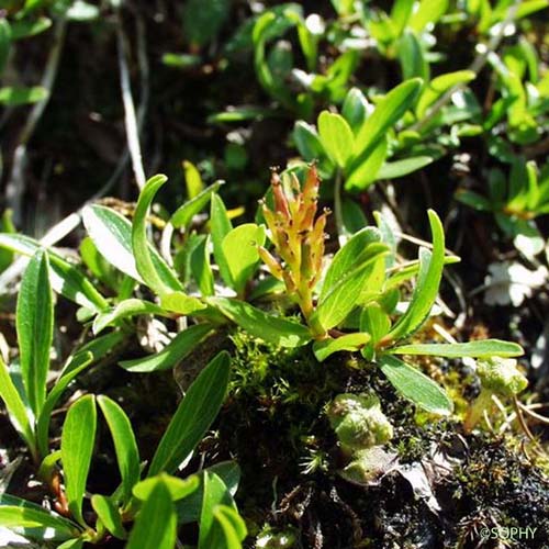 Saule à feuilles émoussées - Salix retusa