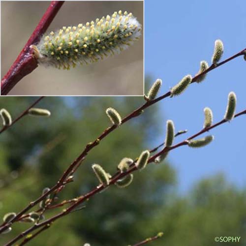 Saule à feuilles hastées - Salix hastata