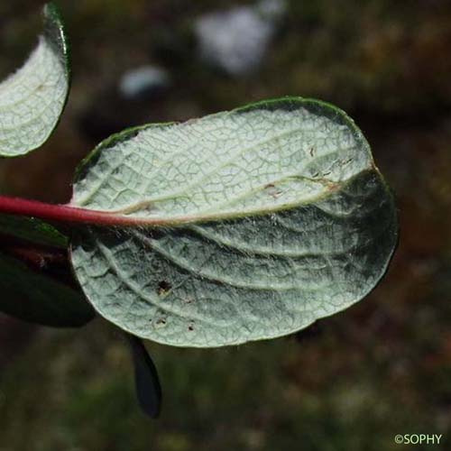 Saule à feuilles réticulées - Salix reticulata