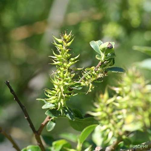 Saule à grandes feuilles - Salix appendiculata