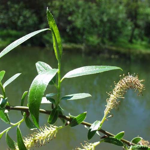Saule cassant - Salix x fragilis