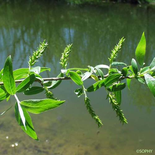 Saule cassant - Salix x fragilis