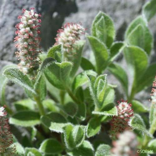 Saule des Pyrénées - Salix pyrenaica