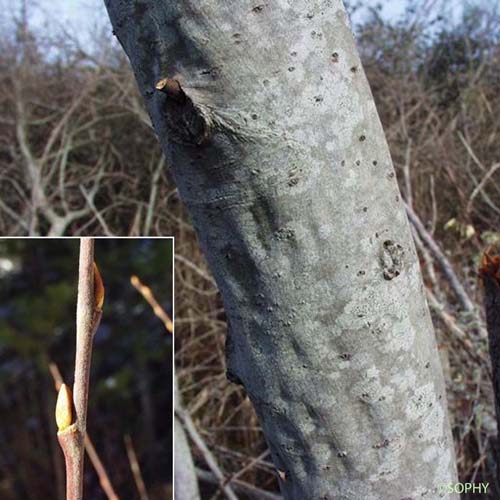 Saule Marsault - Salix caprea