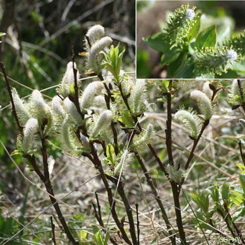 Saule noircissant - Salix myrsinifolia