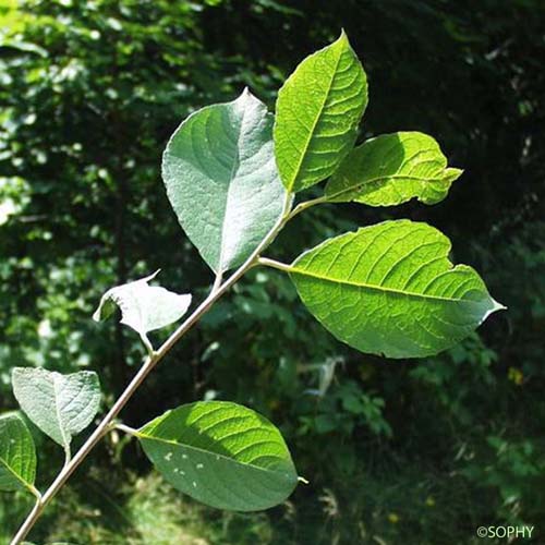 Saule noircissant - Salix myrsinifolia