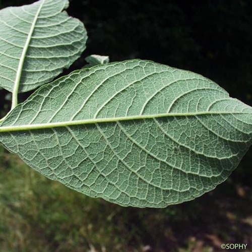 Saule noircissant - Salix myrsinifolia