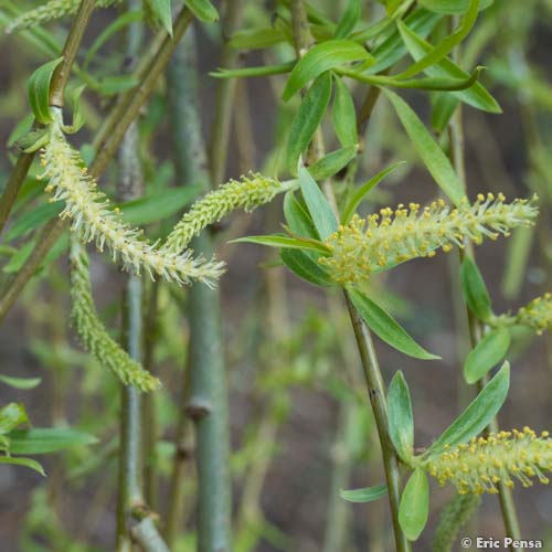 Saule pleureur - Salix babylonica