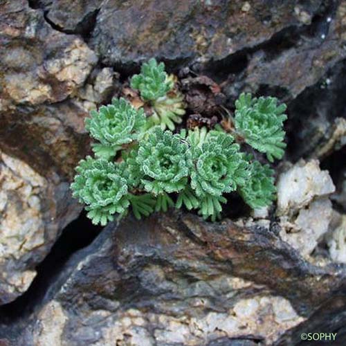 Saxifrage à cinq doigts - Saxifraga pentadactylis subsp. pentadactylis