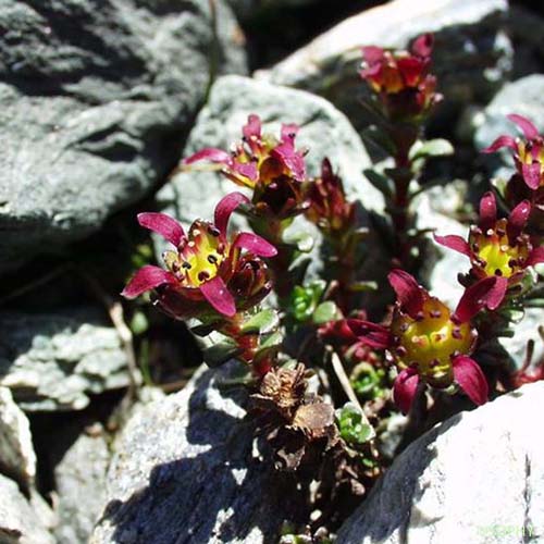 Saxifrage à deux fleurs - Saxifraga biflora