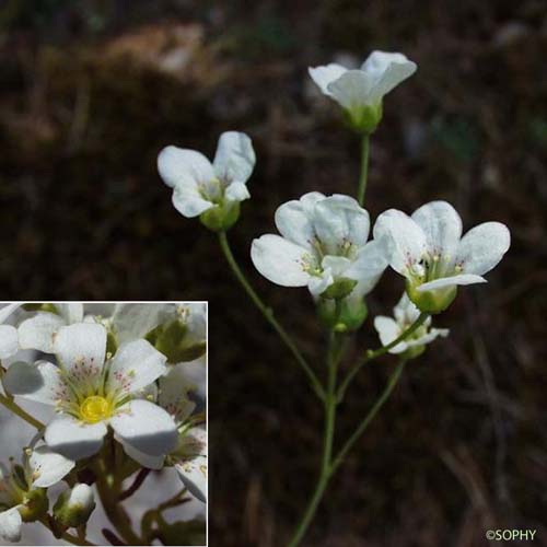 Saxifrage à feuilles en languette - Saxifraga lantoscana