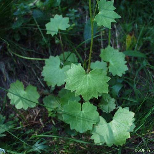 Saxifrage à feuilles rondes - Saxifraga rotundifolia subsp. rotundifolia