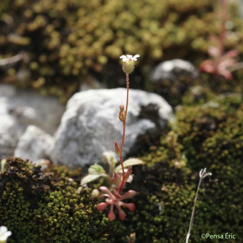 Saxifrage à trois doigts - Saxifraga tridactylites