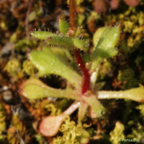 Saxifrage à trois doigts - Saxifraga tridactylites