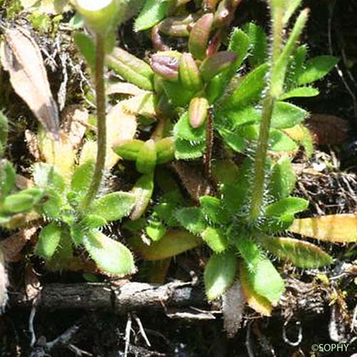 Saxifrage Androsace - Saxifraga androsacea