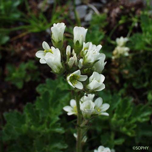 Saxifrage aquatique - Saxifraga aquatica