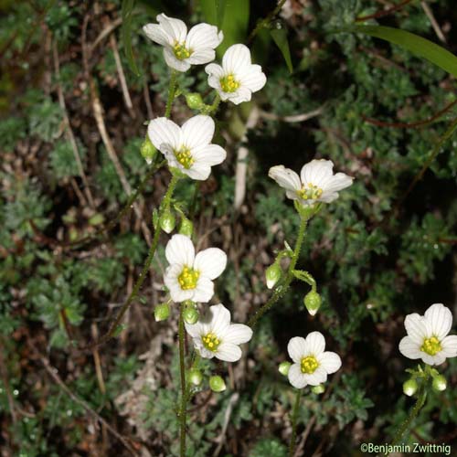 Saxifrage bleue - Saxifraga caesia