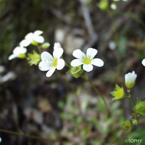 Saxifrage continentale - Saxifraga fragosoi