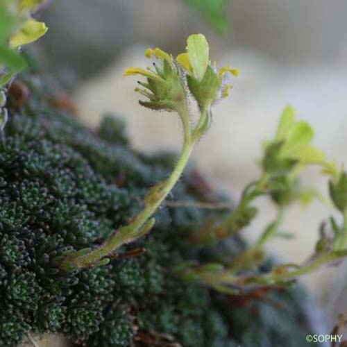 Saxifrage de Burser - Saxifraga aretioides