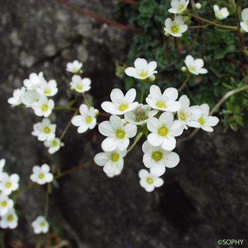 Saxifrage en panicules - Saxifraga paniculata