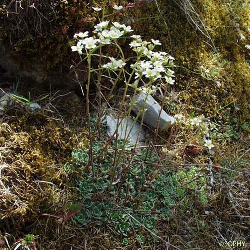 Saxifrage en panicules - Saxifraga paniculata