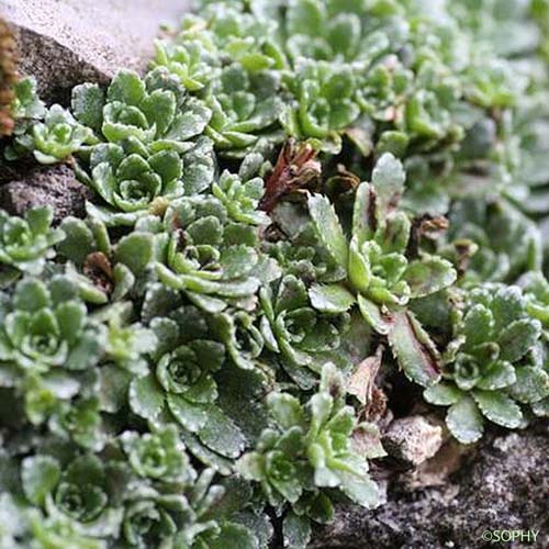 Saxifrage en panicules - Saxifraga paniculata