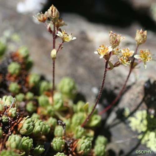 Saxifrage enchevêtrée - Saxifraga intricata