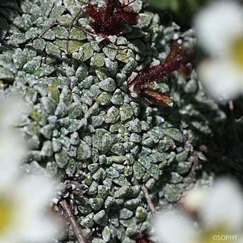 Saxifrage fausse Diapensie - Saxifraga diapensioides