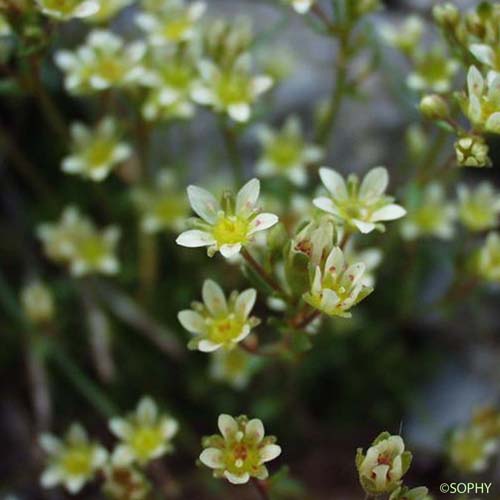 Saxifrage fausse Mousse - Saxifraga muscoides