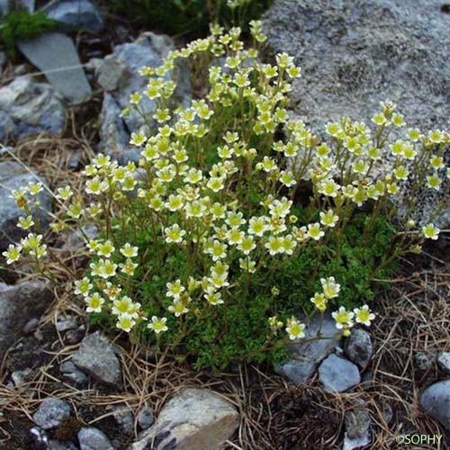 Saxifrage fausse Mousse - Saxifraga muscoides