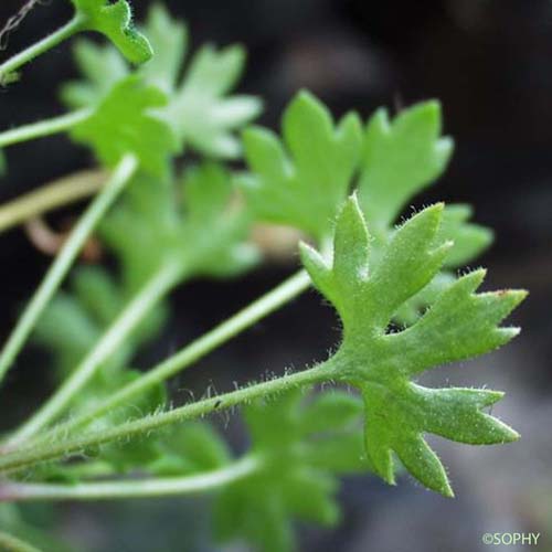 Saxifrage faux Géranium - Saxifraga geranioides