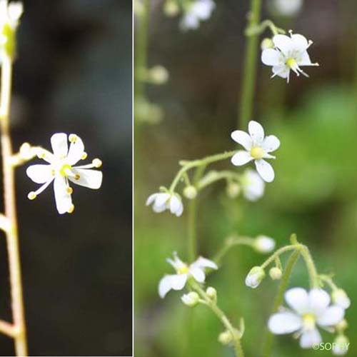 Saxifrage robuste - Saxifraga cuneifolia subsp. robusta