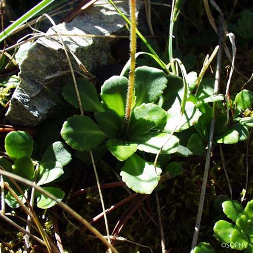 Saxifrage robuste - Saxifraga excavata