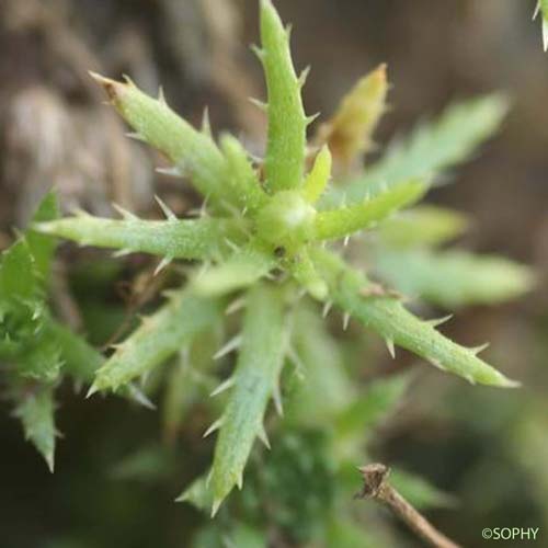 Saxifrage rude - Saxifraga aspera