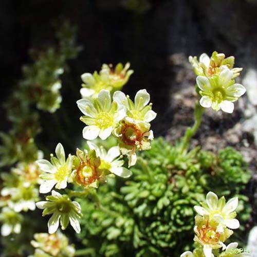 Saxifrage sillonée - Saxifraga exarata