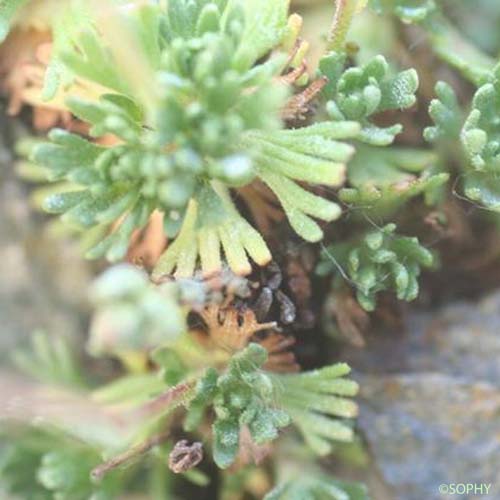 Saxifrage sillonée - Saxifraga exarata