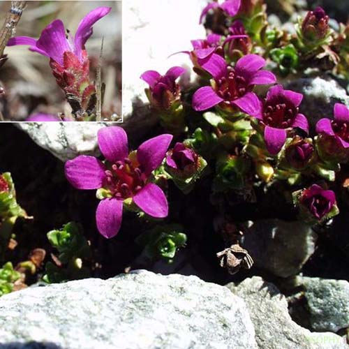 Saxifrage à feuilles opposées - Saxifraga oppositifolia