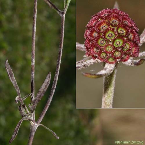 Scabieuse à trois étamines - Scabiosa triandra