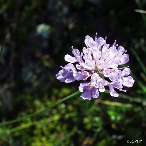 Scabieuse Colombaire - Scabiosa columbaria