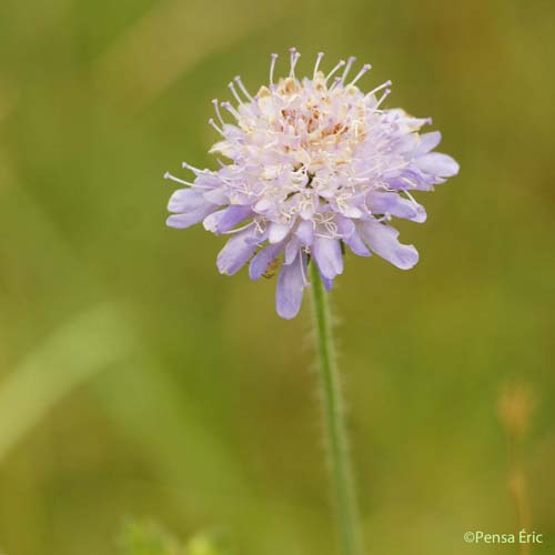 Scabieuse des champs - Knautia arvensis