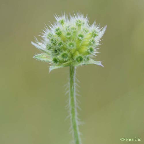 Scabieuse des champs - Knautia arvensis