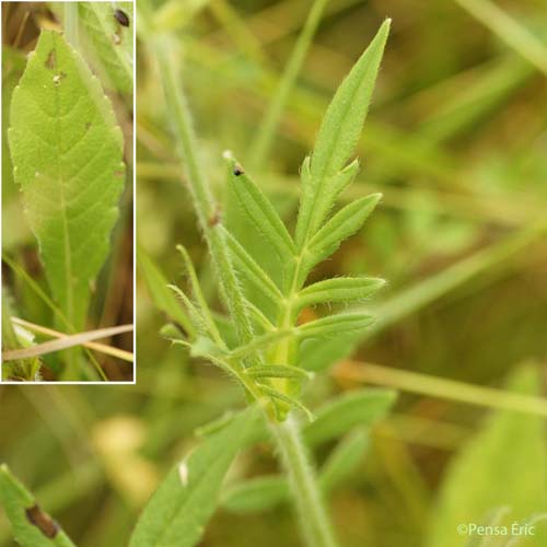 Scabieuse des champs - Knautia arvensis