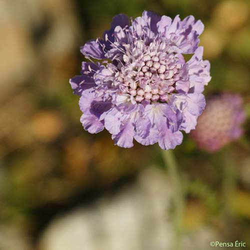 Scabieuse luisante - Scabiosa lucida subsp. lucida