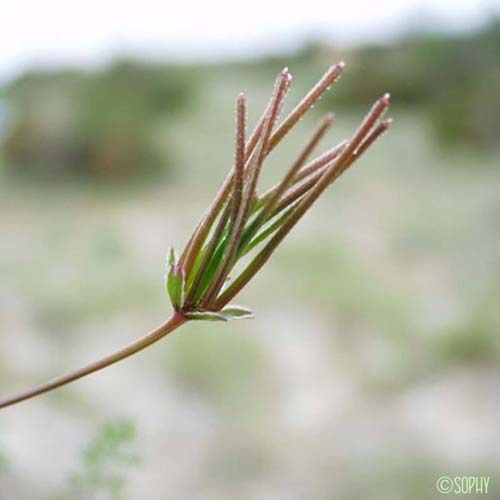 Scandix du Midi - Scandix australis subsp. australis