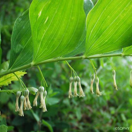Sceau de salomon multiflore - Polygonatum multiflorum