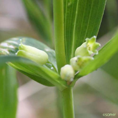 Sceau de salomon multiflore - Polygonatum multiflorum