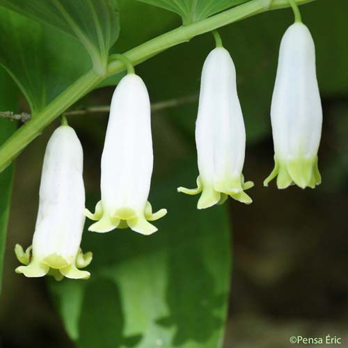 Sceau-de-Salomon odorant - Polygonatum odoratum