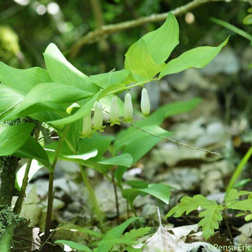 Sceau-de-Salomon odorant - Polygonatum odoratum