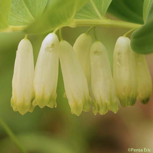 Sceau-de-Salomon odorant - Polygonatum odoratum